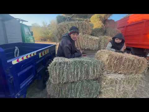 Видео: 9 ноября 2025 г.хоразм йем хашак нархлари йемла орзонлоди 