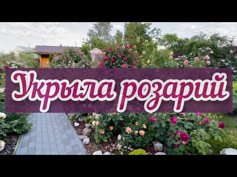 Видео: Укрыла розы! Все этапы укрытия на зиму. Важный моменты! Продолжаю экспериментировать!