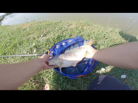 Видео: Шарани в жегата, на метод фидер. Carp on the feeder method