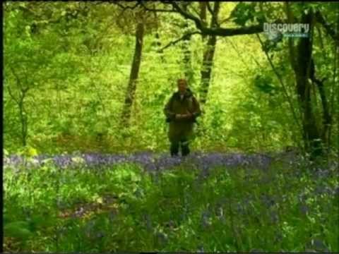 Видео: Рей Мирс. Искусство выживания. Четыре сезона