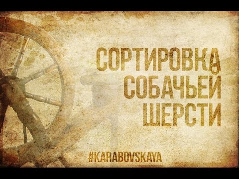 Видео: Сортировка собачьей шерсти перед прядением