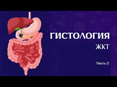 Видео: Гистология ЖКТ (часть 2)