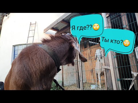 Видео: Ночные разборки//Яна разочаровала//Компот по новому//Кому Перса?