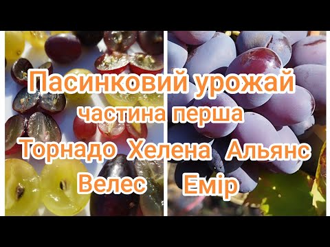 Видео: Урожай з пасинків. Ягода 17 грамів. Полтавська область. На 23 жовтня.