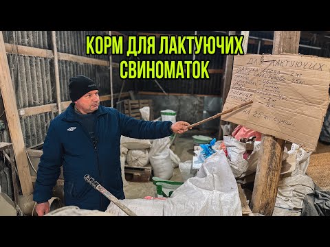 Видео: Наш Корм Для Лактуючих Свиноматок✅🐽