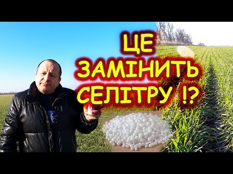 Видео: 🤔Чим ЗАМІНИТИ яка ВРОЖАЙНІСТЬ без #СЕЛІТРИ #КАРБАМІДУ #КАСУ без добрива буде діло чи ні⁉️