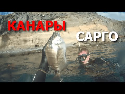 Видео: Подводная охота на КАНАРАХ в Атлантике! Гора Каталуфы, и САРГО!