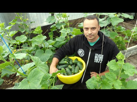 Видео: ПОЛНАЯ ИНСТРУКЦИЯ ПО ВЫРАЩИВАНИЮ ОГУРЦОВ / ДЕЛАЙ ТАК И ОГУРЦОВ БУДЕТ МОРЕ!