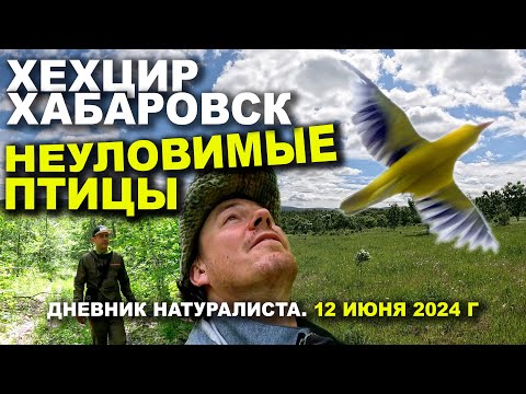Видео: Хехцир. Хабаровск. Неуловимые птицы. Дневник 12.06.2024