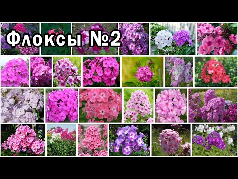 Видео: Красивые Цветы. ФЛОКСЫ. Фото с названиями сортов. Слайд-шоу №2