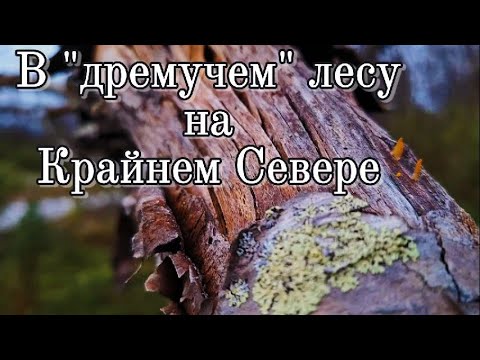 Видео: В "дремучем "лесу на Крайнем Севере