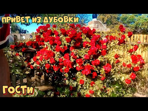 Видео: Гости - Привет из Дубовки