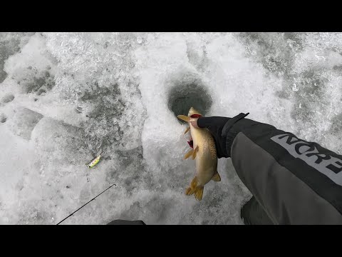 Видео: Ловля щуки по последнему льду.