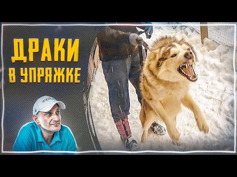 Видео: Драки в упряжке (Хаски)