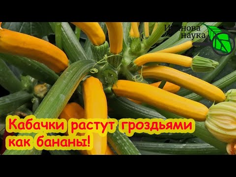 Видео: По 20 кабачков с куста за раз и ни одного гнилого! Подкормка, после которой кабачки завалят урожаем!