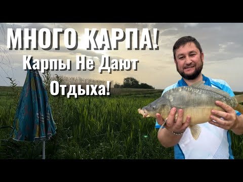 Видео: КАРП КЛЮЕТ НА ВСЕ СНАСТИ! Не Успеваю Присесть!