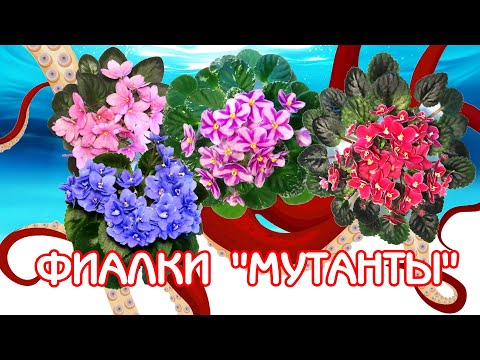 Видео: Фиалки - МУТАНТЫ | Что значит "фиалка спорт"? | Советы по уходу за фиалками | Мои фиалки #27