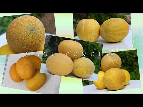 Видео: Как из дыни собрать семена  отличного качества.