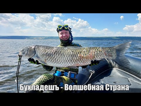 Видео: Подводная Охота в БУХЛАДЕШЪ. Добыли трофей! Большая Рыба Амур 16кг, Сазан, Сом, Судак, Новый сезон!