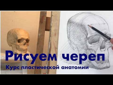 Видео: Рисунок черепа. Зарисовка. Процесс с объяснениями .