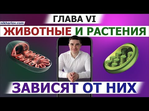 Видео: Аэробный Метаболизм УглеВодов. Обмен веществ митохондрий: цикл Кребса результаты и смысл кратко.