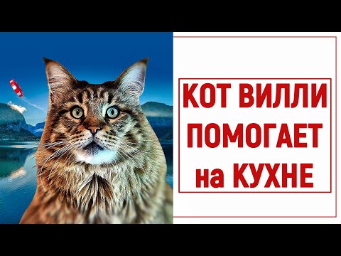 Видео: Мейн-кун Кот Вилли и лепёшка из сыра