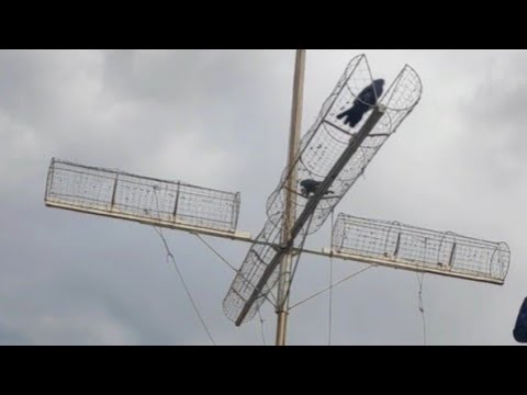 Видео: САМАРКАНДСКИЕ БОЙНЫЕ ГОЛУБИ ЧАСТЬ 4