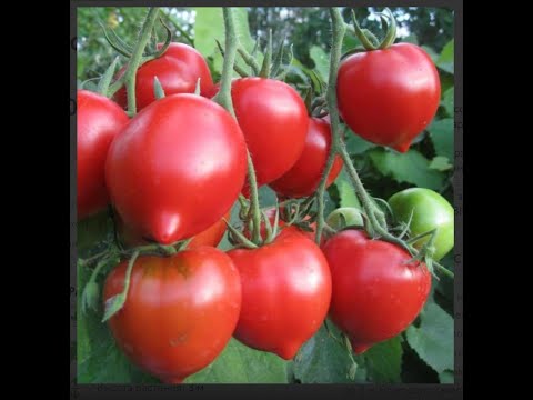 Видео: Два потрясающих лиановидных томата, советую посадить!