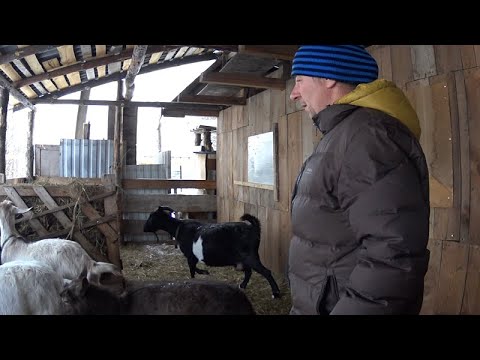 Видео: Холодное содержание коз зимой! Это не страшно и полезно