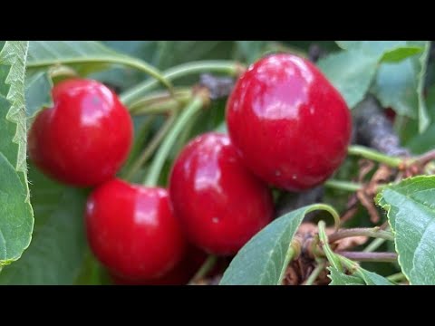 Видео: Из Сибири на Кавказ/ Рождение утят/ утята и цыплята прибавляются/ неизданное за май/