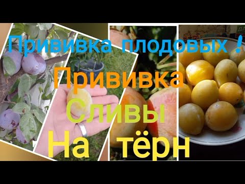 Видео: Прививка плодовых .Прививка сливы на терн.