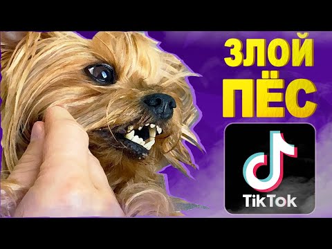 Видео: Обзор на ЗЛОГО ПСА из ТИК ТОК *Было опасно*