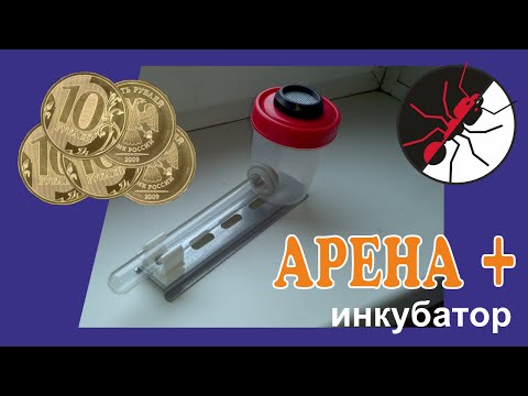 Видео: Муравьиная ферма. Арена для инкубатора - легко, и красиво!