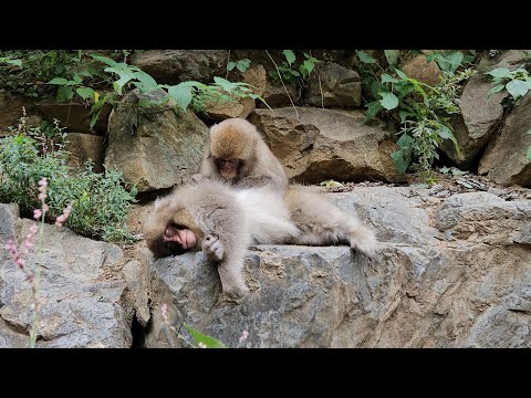 Видео: Снежные Обезьяны, Япония / Snow Monkey park, Yudanaka, Japan, Sep.2023