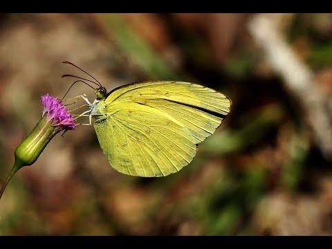Видео: Комахи восени 🔫 Природознавство 2 клас 🎈 Підготовка комах до зими