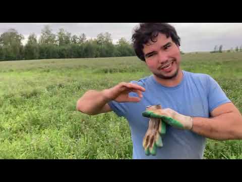 Видео: Озимый сев + козлятник