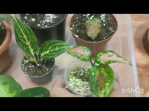 Видео: Обзор моих аглаонем!