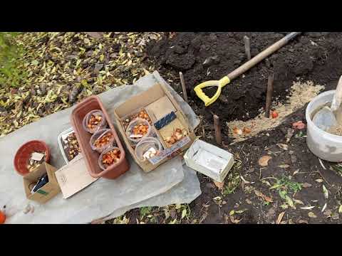 Видео: Саджу тюльпани і нарциси