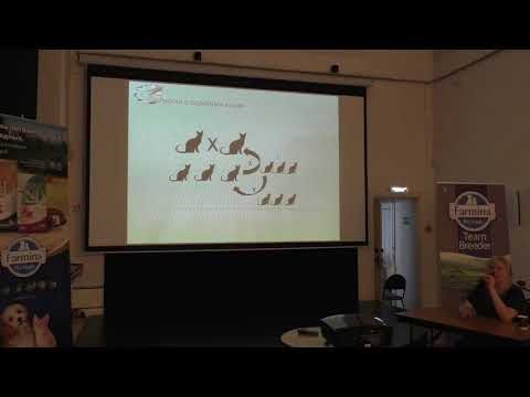 Видео: Работа с окрасами кошек - Семинар Светланы Пономаревой.