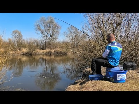 Видео: С ФИДЕРОМ на Малой Реке. Весенняя Ловля ГУСТЕРЫ.