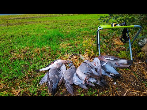 Видео: ОХОТА НА ВЯХИРЯ. НА ЭТОМ ПОЛЕ ВЯХИРЬ ЛЕТЕЛ НА ЧУЧЕЛА КАК БЕШЕНЫЙ.