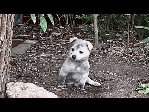 Видео: Бродячая собачка выживала на улице, пока женщина не дала ей дом и незабываемое путешествие.