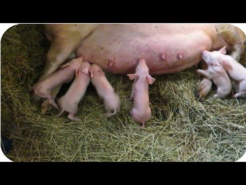 Видео: Первый опорос свиноматки. Сами принимаем роды первый раз