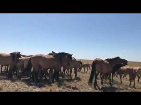 Видео: Мугалжар жылкысы