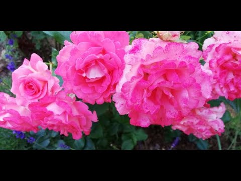 Видео: РОЗЫ. ПИТОМНИКИ НАДЕЖНЫЕ И НЕ ОЧЕНЬ. ЧАСТЬ 3