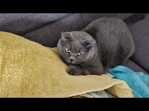 Видео: Поцарапал меня и обиделся / Злой Британский кот / Смешные животные / Сильвер и бельё