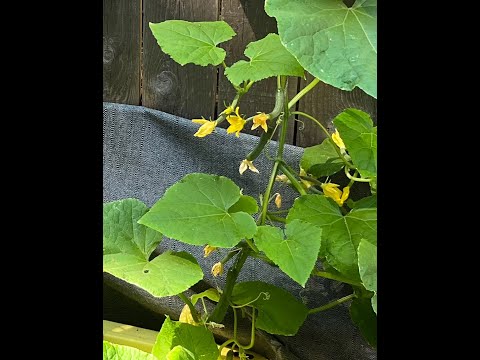 Видео: Подходы Кратки к выращиванию огурцов на гидропонике