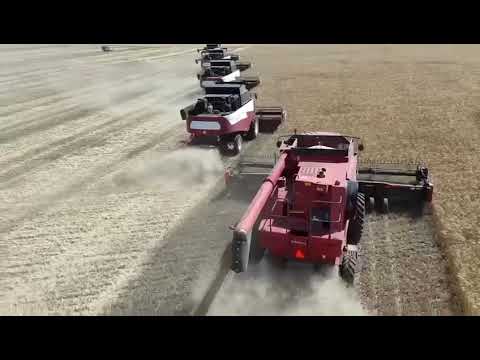 Видео: Красивая уборка урожая в Оренбургской области. Урожай 2025. #сельскоехозяйство #farming #урожай 