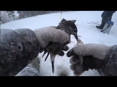 Видео: КЛЕВАЛИ ВСЕ И ПТИЦА И РЫБА🤣 НАДЕРБАНИЛИ СОРОГУ, МОХТИКА С МИКРОРЕЧКИ🎣ВЕЗДЕ ПОТОП У НАС МЕТЕЛЬ😱