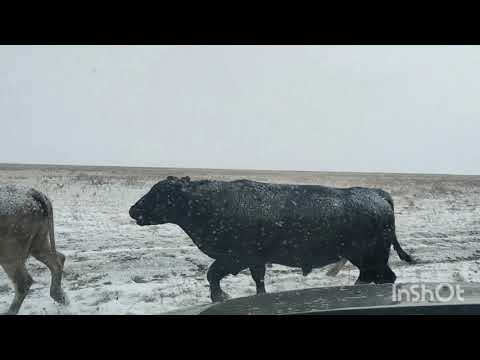 Видео: Перегон скота 2025г